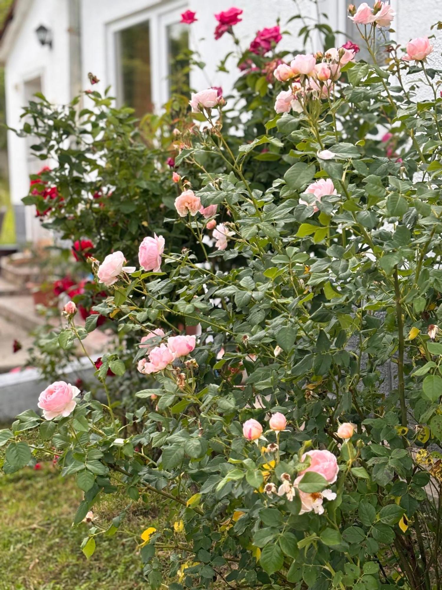 Country House Hatagel Dış mekan fotoğraf